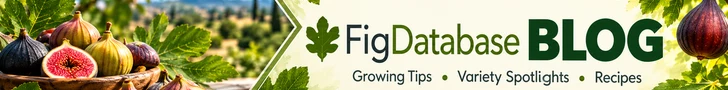 FD Blog