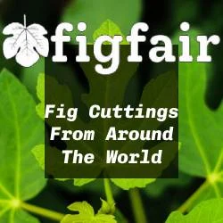 Fig Fair