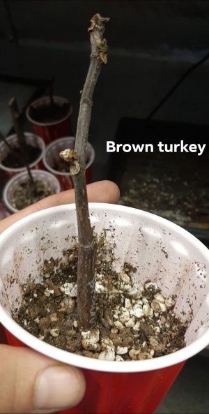 Brown Turkey.jpg