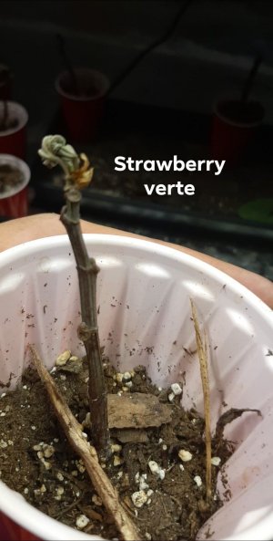 Strawberry Verte.jpg
