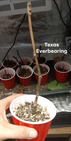 Texas Everbearing.jpg