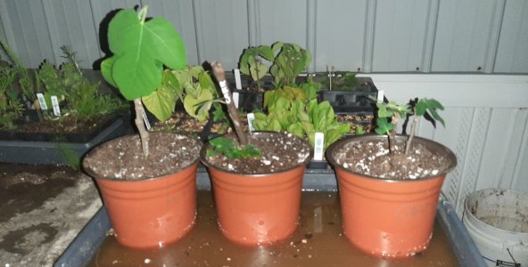 Up-potted figs.jpg
