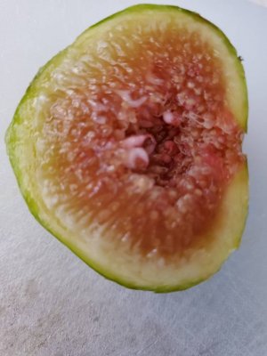 fig fruit 3.jpg