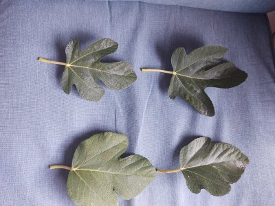 fig leaf fronts.jpg