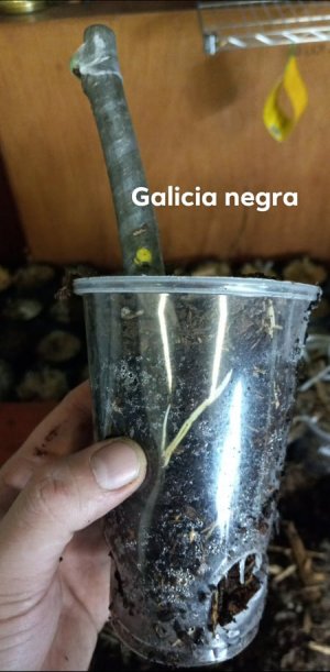 Galicia Negra #1.jpg