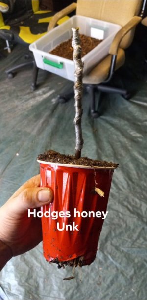 Hodges Honey Unk #1.jpg