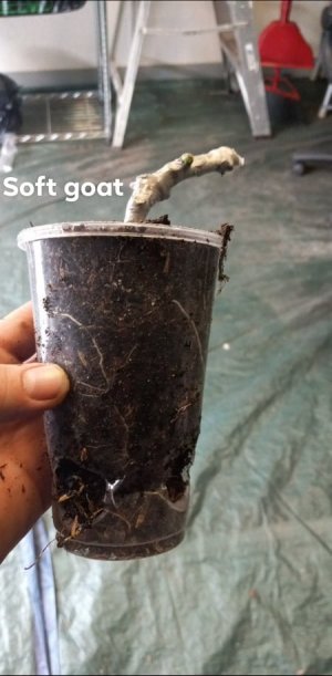 Soft Goat #1.jpg