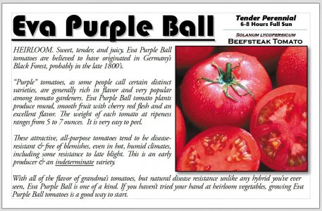 Eva Purple Ball.JPG Eva Purple Ball.JPG