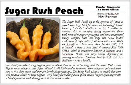Sugar Rush Peach.JPG