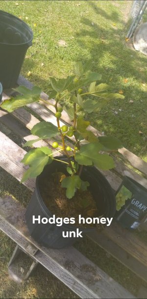 Hodges Honey Unk.jpg