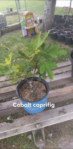 Cobalt Caprifig.jpg