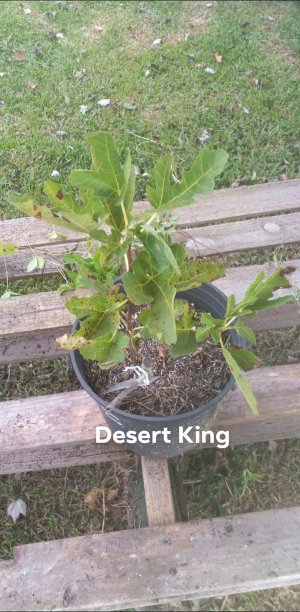 Desert King.jpg
