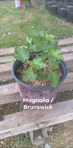 Magnolia-Brunswick.jpg
