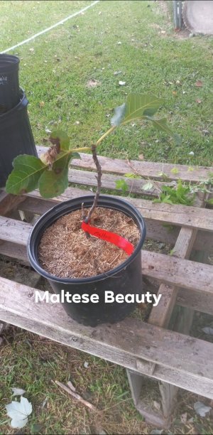Maltese Beauty.jpg