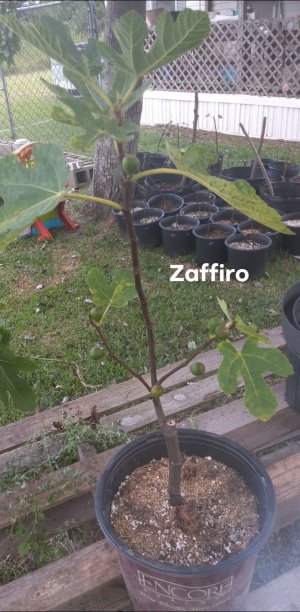 Zaffiro.jpg