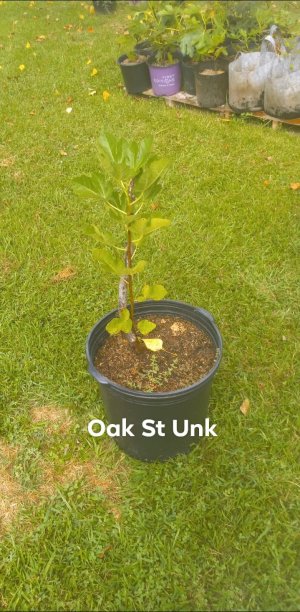 Oak St Unk.jpg