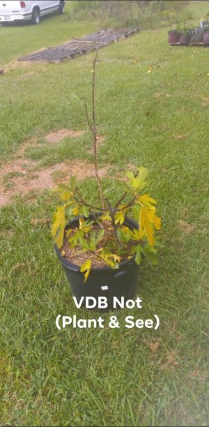 VDB Not Plant and See.jpg