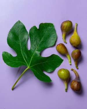 Fig-Edit.jpg Fig-Edit.jpg