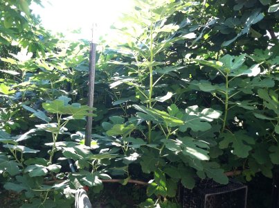 espalier2.jpg espalier2.jpg