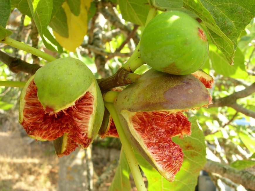 The Disappointing Tale of Adriatic JH: A Fig Variety Unsuitable for South Florida's Climate