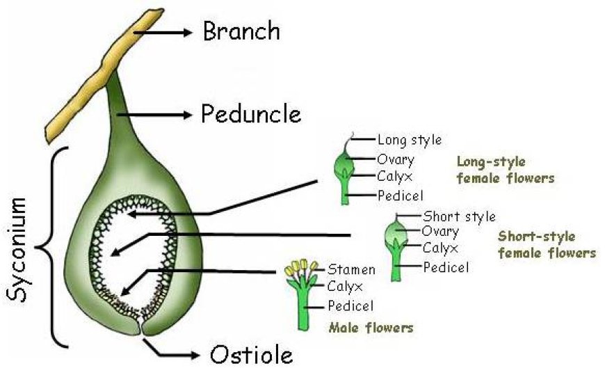 The Enigmatic Anatomy of Figs: Exploring the Botanical Marvels of Inverted Flowers