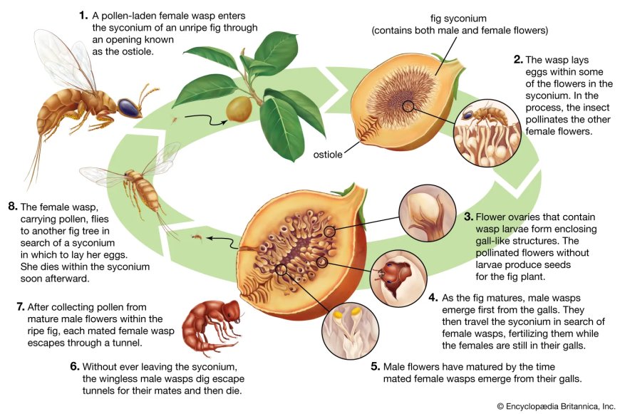 Fig Wasp Life Cycle: Mutualistic Relationship with Common, Caprifig, and Mamone Fig Trees