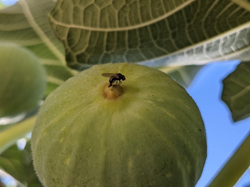 Emerging Threat: The Spread and Management of the Invasive Black Fig Fly