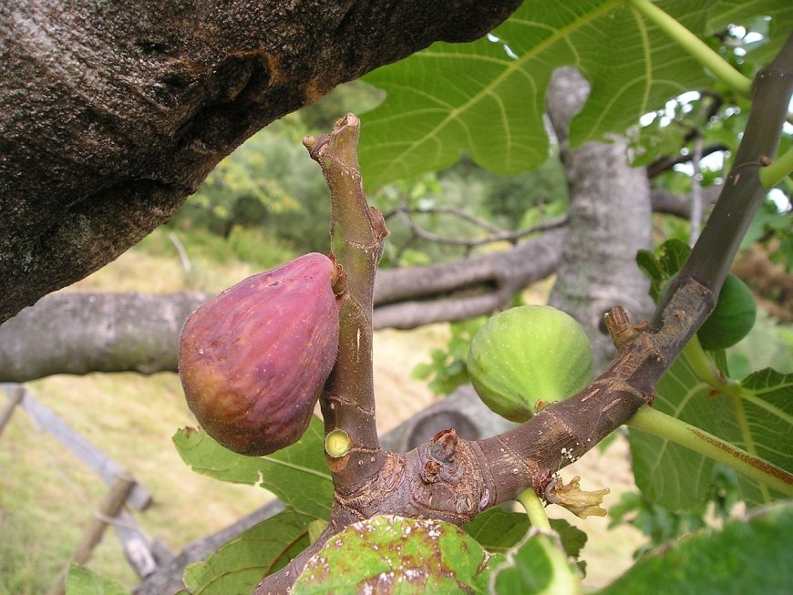 Exploring the Rich Tapestry of Figs: Nature's Delight Unveiled