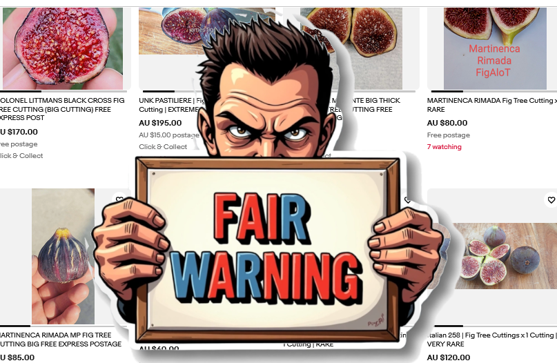 Rigo’s Message: Stop Exporting Fig Varieties to Fuel Australian Scams