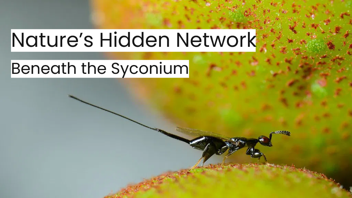 Fig Wasps and Species Richness: Nature&rsquo;s Hidden Network Beneath the Syconium