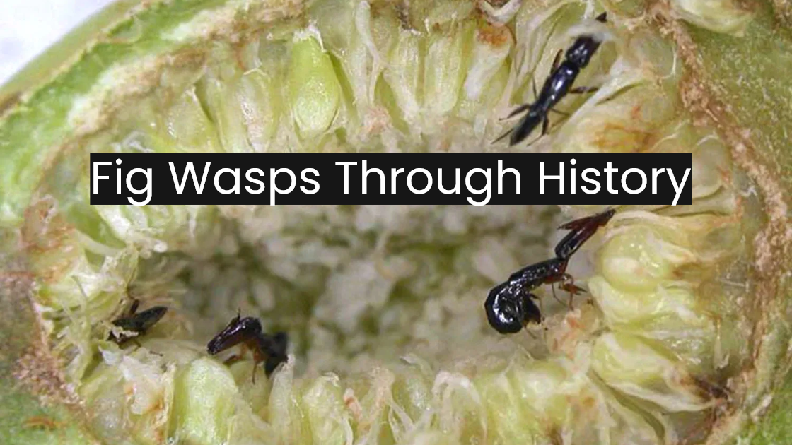 Fig Wasps Through History: The Tiny Insects That Shaped Fig Cultivation