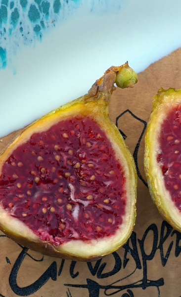 Chesapeake Figs, Annual Fig and Fruit tree sale on Fig Database®