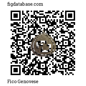 Fico Genovese QR Code