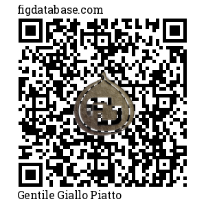 Gentile Giallo Piatto QR Code