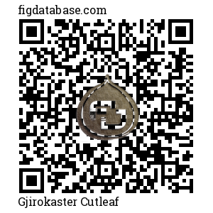 Gjirokaster Cutleaf QR Code