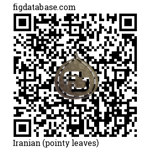Iranian (pointy leaves) QR Code