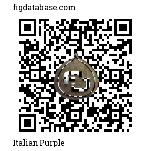 Italian Purple QR Code