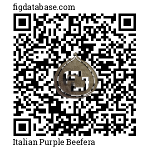 Italian Purple Beefera QR Code