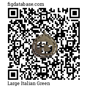 Large Italian Green QR Code