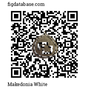 Makedonia White QR Code