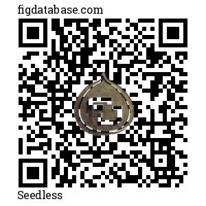 Seedless QR Code
