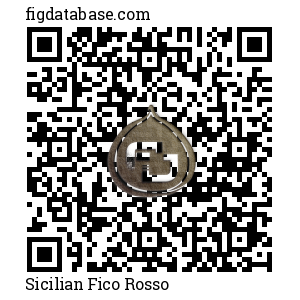 Sicilian Fico Rosso QR Code