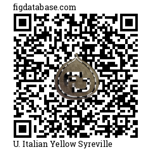 U. Italian Yellow Syreville QR Code