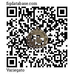 Variegato QR Code