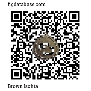 Brown Ischia QR Code
