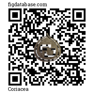 Coriacea QR Code
