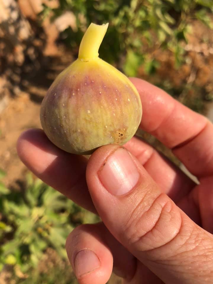 FigBid - Online Auctions of Fig Trees, Fig Cuttings