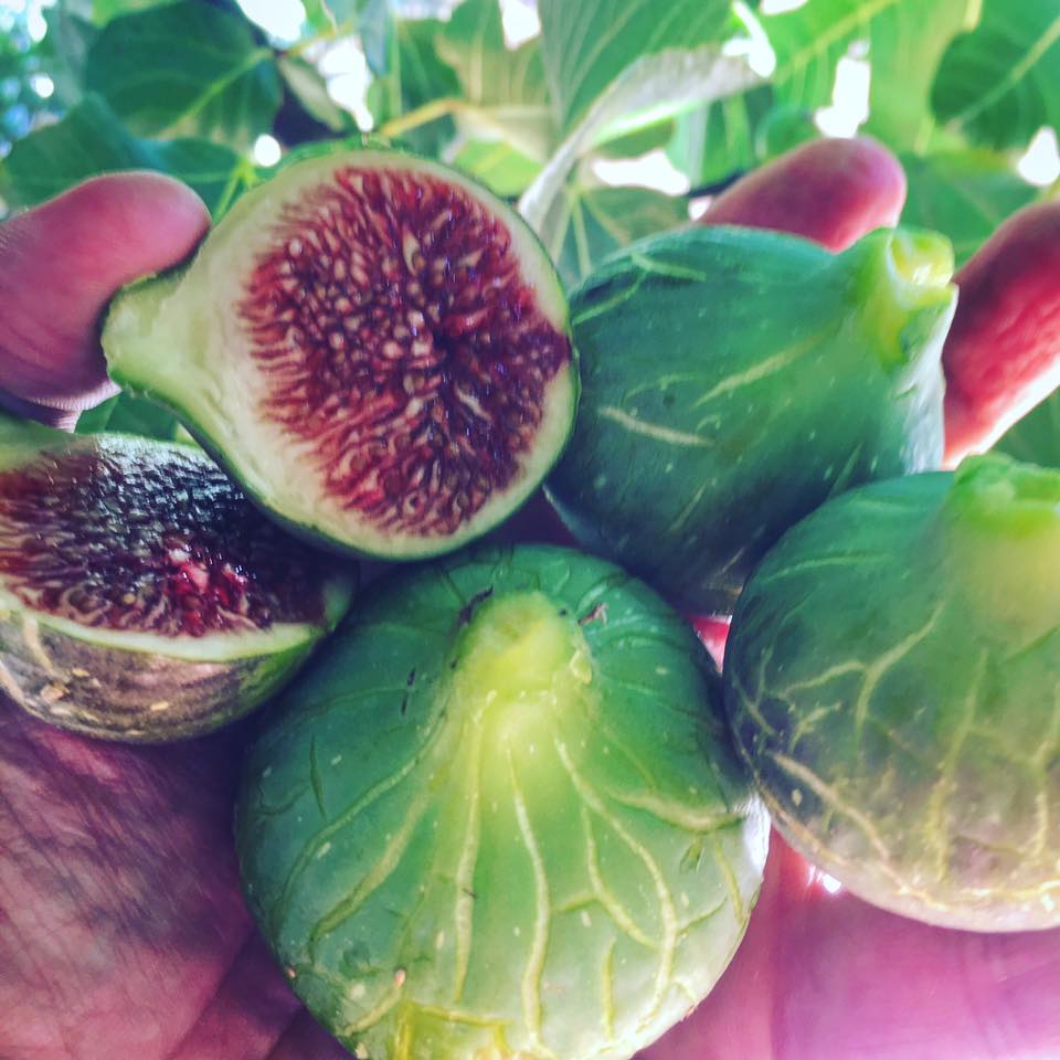 Fig Database®: De La Senyora (Hivernenca)