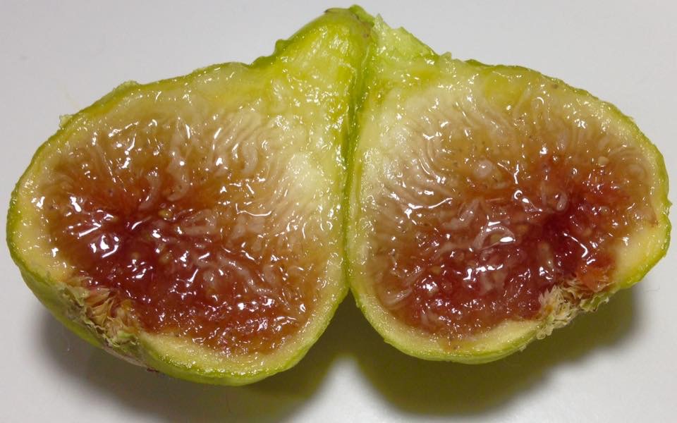 Fig Database®: Sucrette