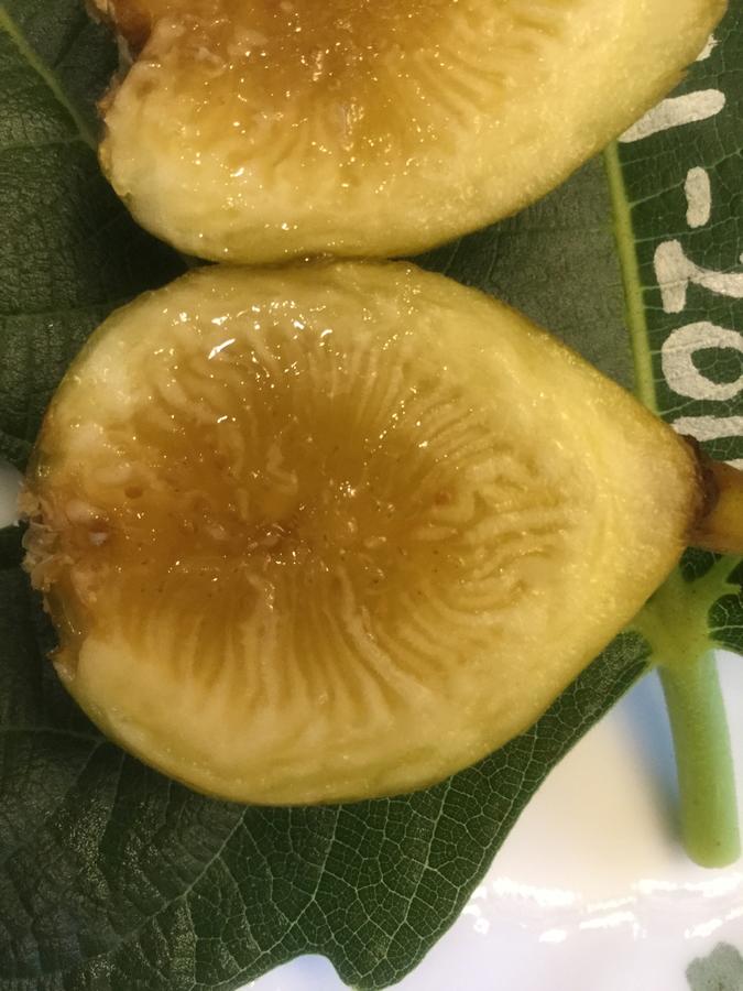 Siblawi Siblawi